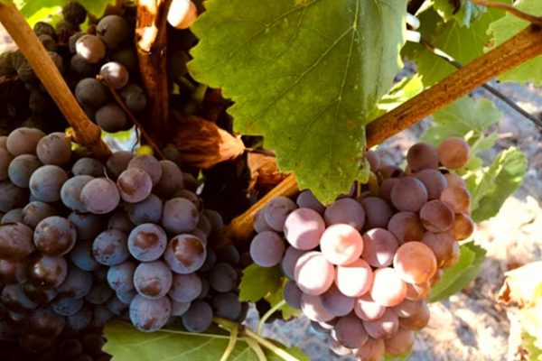 GRENACHE GRIS GRENACHE GRIS